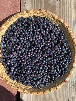 a basket full of blueberries